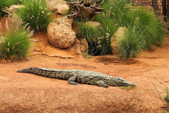 Effortless Agadir Crocoparc Ticket and Transfer Service - Crocoparc in Agadir, without the city stress