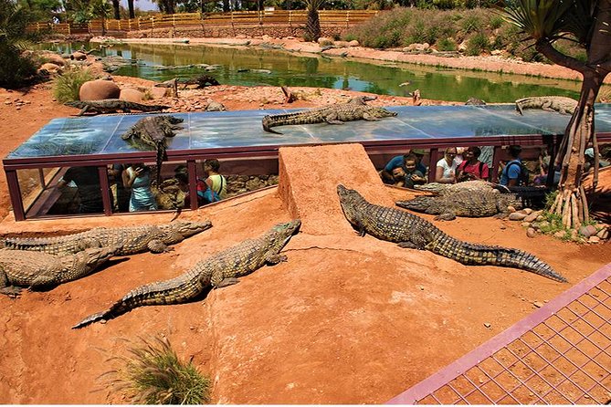 Effortless Agadir Crocoparc Ticket and Transfer Service - Kids playgrounds and the tea-and-biscuits reset