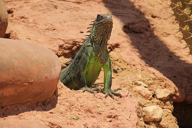 Effortless Agadir Crocoparc Ticket and Transfer Service - Timing your day: morning or afternoon tour options