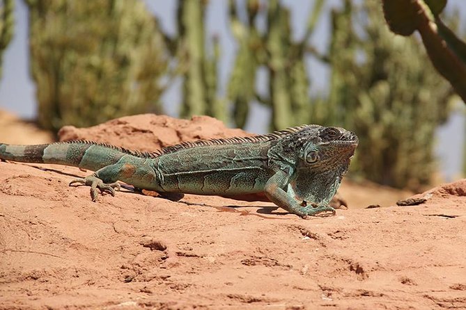 Effortless Agadir Crocoparc Ticket and Transfer Service - Souvenir photos and videos: what you should know