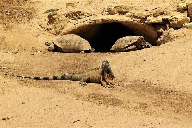 Effortless Agadir Crocoparc Ticket and Transfer Service - Inside Crocoparc: the crocodile mouth photo moment