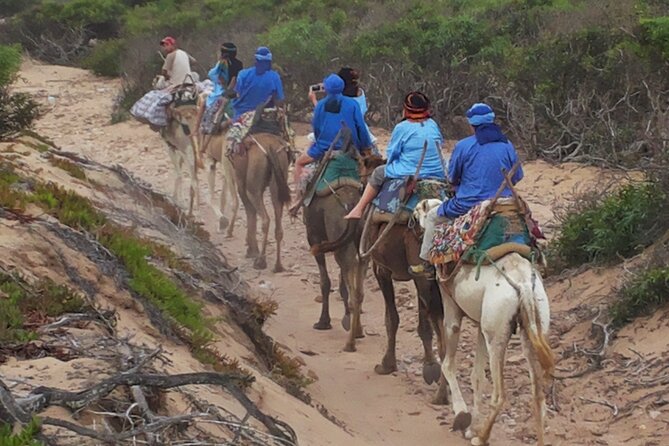 Essaouira 1 hour discovery ride on the back of a camel - What the discovery walk feels like: beaches, eucalyptus, and Diabat Village