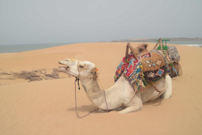 Essaouira 2-Hour Camel Adventure Ride - Beach, dunes, and forest along the Atlantic coast