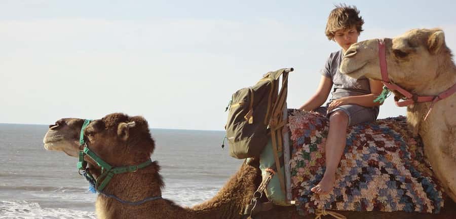 Essaouira: 2-Hour Camel Ride - Beach, Dunes, and Shady Forests: What Each Part Gives You