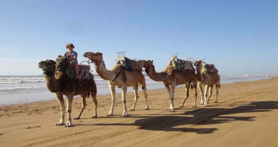 Essaouira: 2-Hour Camel Ride - Who Should Book This Camel Ride, and Who Should Skip It