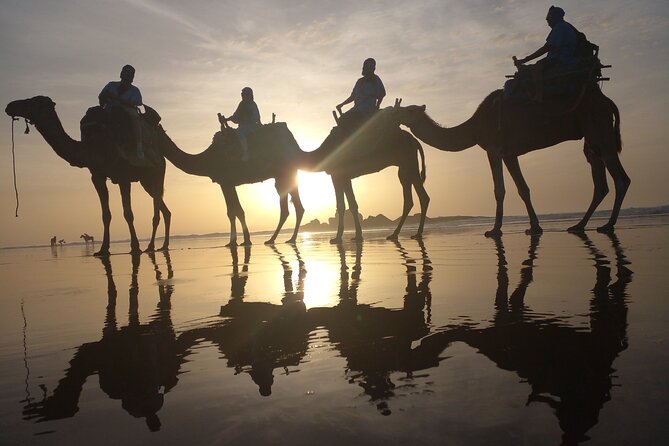 Essaouira: 3-Hour Camel Tour - The Jimmy Hendrikx Cafe Stop, Plus How to Time Your Break
