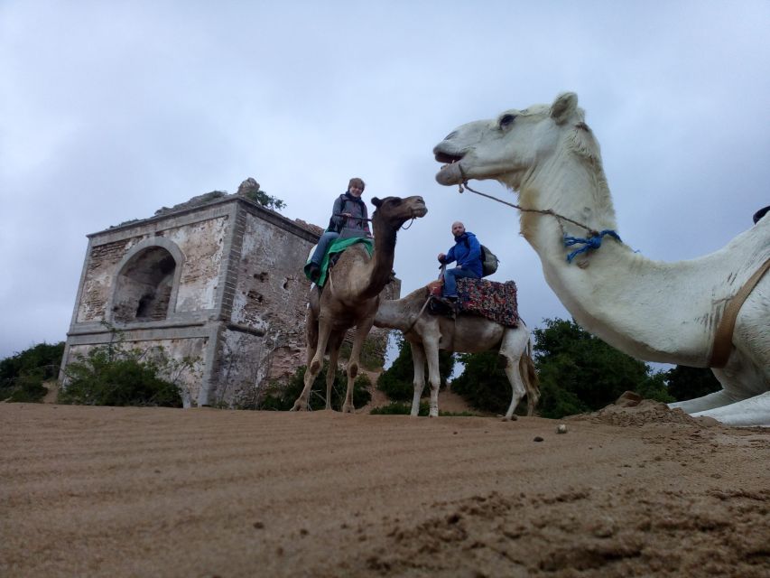 Essaouira: 3-Hour Dromedary Ride and Berber Tent Overnight - Guide and Animal Care: The Calm, Respectful Tone