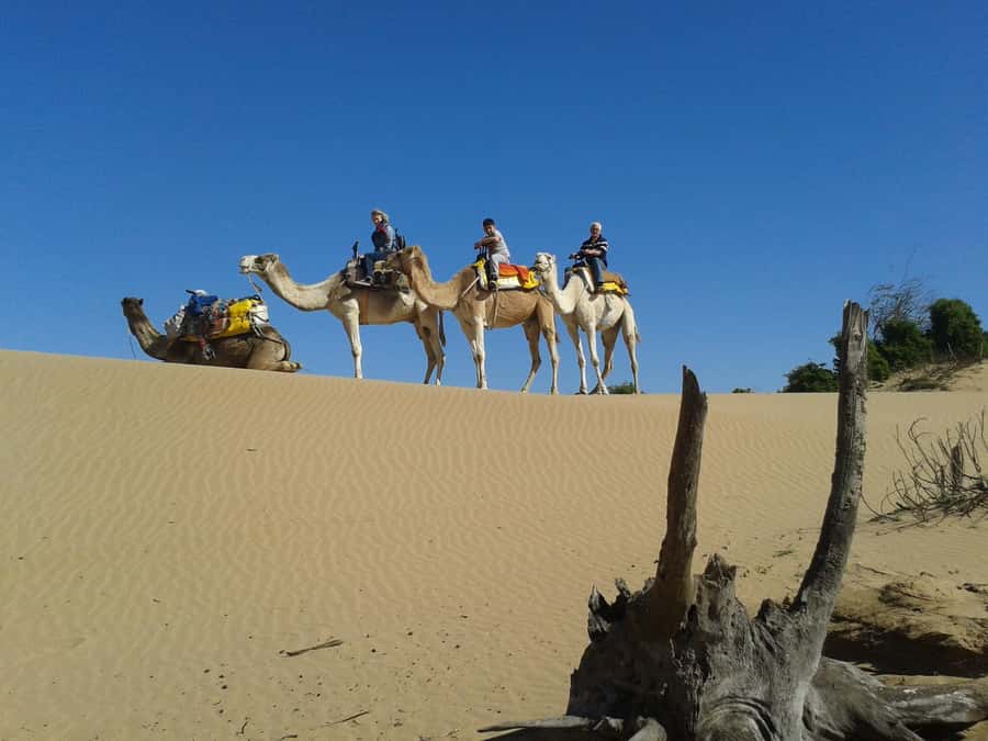Essaouira: 3-Hour Dromedary Ride and Berber Tent Overnight - Forest Crossings: Thuya, Mimosa, Eucalyptus to the Omar Dunes