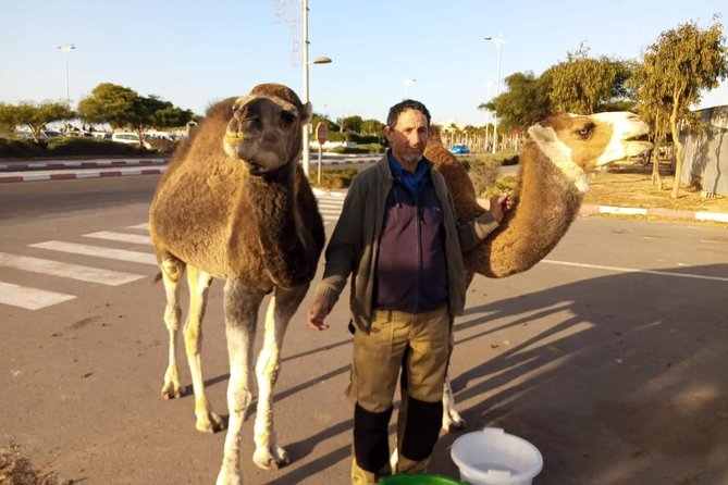 Essaouira Activities: Discover Essaouira by Quad - Outskirts, dunes, and time to walk or splash