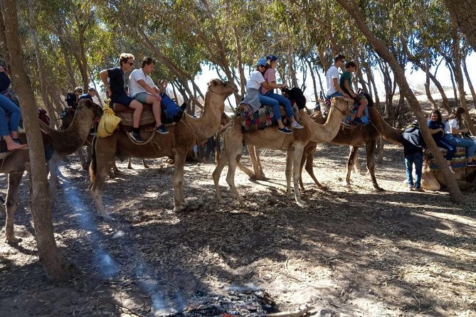 Essaouira Activities: Discover Essaouira by Quad - What to pack for a 3-hour horse or camel ride