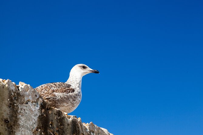 Essaouira Coast Day Trip From Marrakech - Food, money, and timing for your 4 hours in town