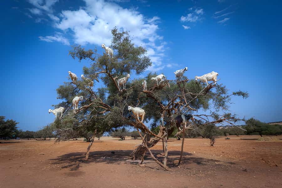 Essaouira Day Trip from Agadir - Flying goats, Berber coffee, and the argan oil stop: why these breaks work
