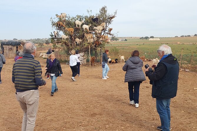 Essaouira day trip from Agadir & Taghazout - The scenic drive includes more than views: Tamri, bananas, and argan country
