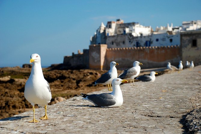 Essaouira Day Trip From Marrakech Including Surf Training - Three-course Moroccan lunch: included and worth planning around