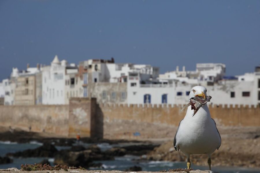 Essaouira Full Day Trip From Marrakech - Price and value at $26 per person