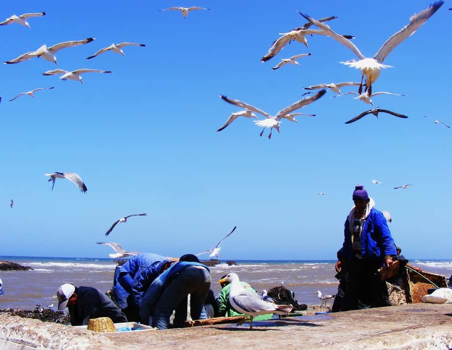 Essaouira Full Day Trip From Marrakech - Weather reality: cool coast, pack smart