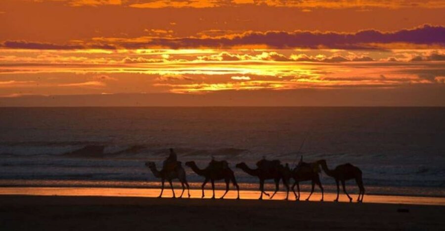Essaouira P12 : 1h Quad bike tour and 1h dromedary Ride - Price and Value: What You Get for About $64
