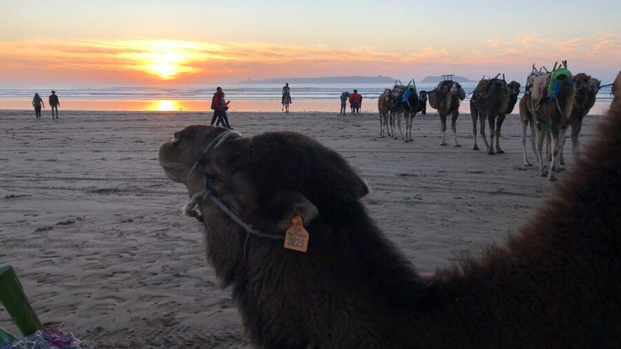 Essaouira P12 : 1h Quad bike tour and 1h dromedary Ride - Your 1-Hour Quad Ride: Beaches, Dunes, and Photo Stops