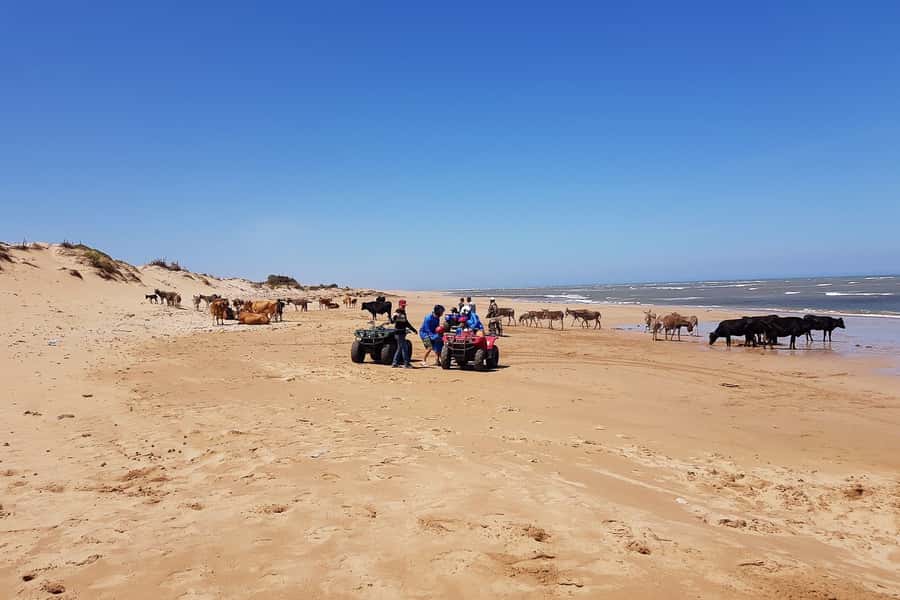 Essaouira P3: Quad tour forest beach dunes (free transfer) - Who this Essaouira quad tour fits best (and who should skip it)