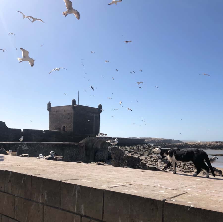 Essaouira: Private City Tour - From the fishing port to the old watchtower view