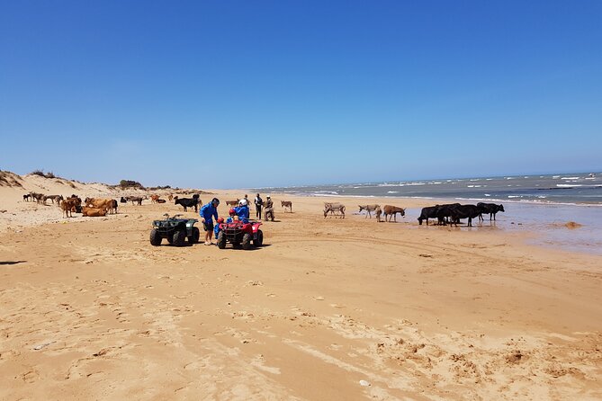 Essaouira: Quad ride / family & friends (free transfer) - From Diana Quad Rental to Sidi Kaouki: how the morning flow feels