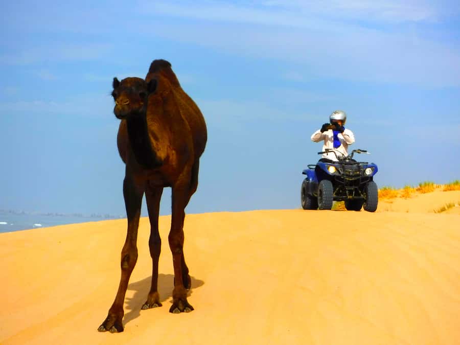 Essaouria: Beach & Big Dunes 2-Hour Quad Biking Tour - Atlantic beach riding: the part that makes you grin immediately