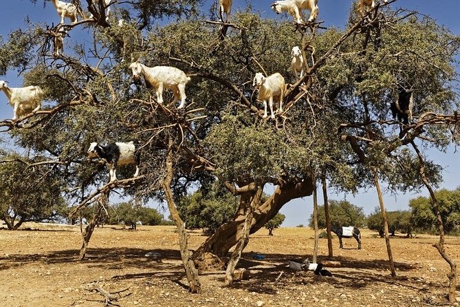 Essouira Full-Day Tour from Agadir with a group - Imsouane Goats on Argan Trees: The Stop for Photos That Actually Feels Local