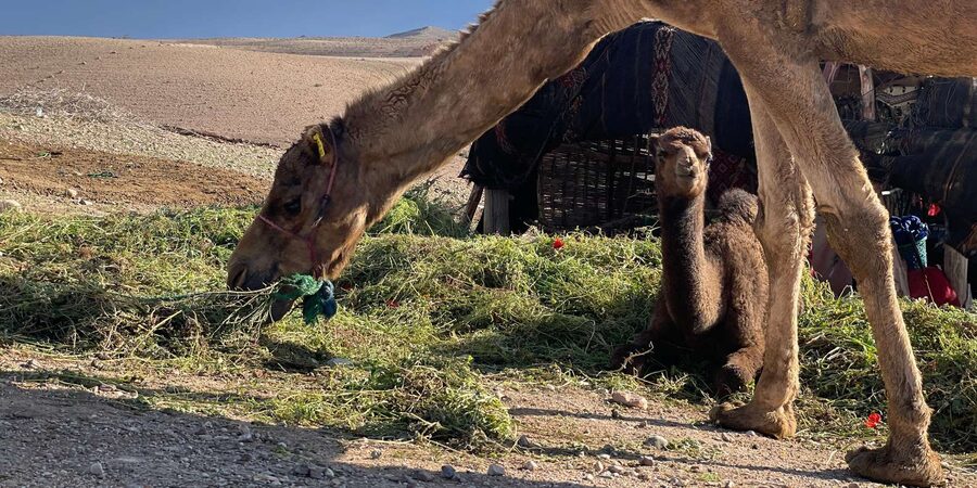 Evening Marrakech: Agafay Desert Quad , Camel & Dinner Shows - Moroccan Dinner, Campfire Tea, and the Live Cultural Show