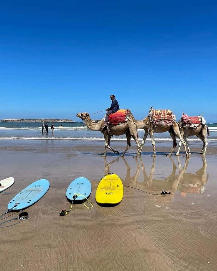 Exclusive Tangier Day Tour from Tarifa To Tanger with Tea - Who this Tangier tour is best for