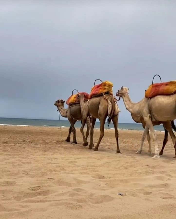 Exclusive Tangier Day Tour from Tarifa To Tanger with Tea - Grand Socco and the second Medina loop: shopping, tea, and choosing your pace