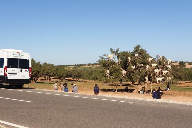 Excursion Essaouira from Marrakech - Value for $21: when this is a great fit