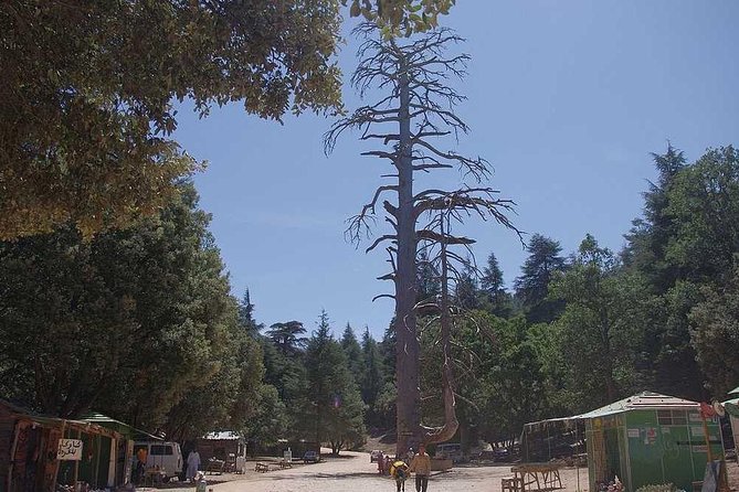 Excursion from Fez to Midle Atlas - Ifrane National Park hike: your first taste of the mountains