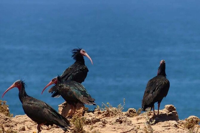 Excursions to the Souss Massa National Park - Key highlights you will care about