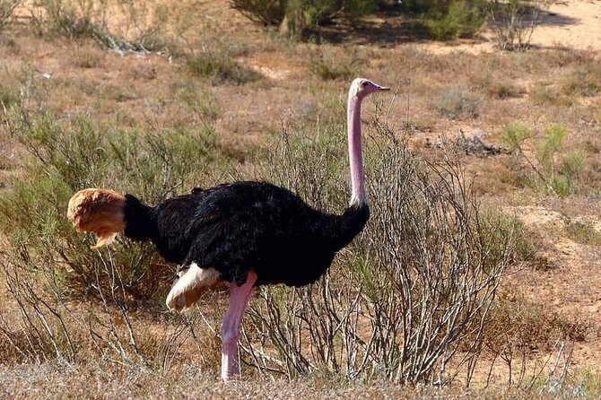 Excursions to the Souss Massa National Park - Flamingo Park and the river: how to think about pink birds