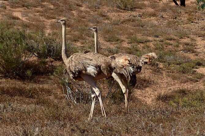 Excursions to the Souss Massa National Park - Dunes near Tifnit: the sand-between-beaches moment