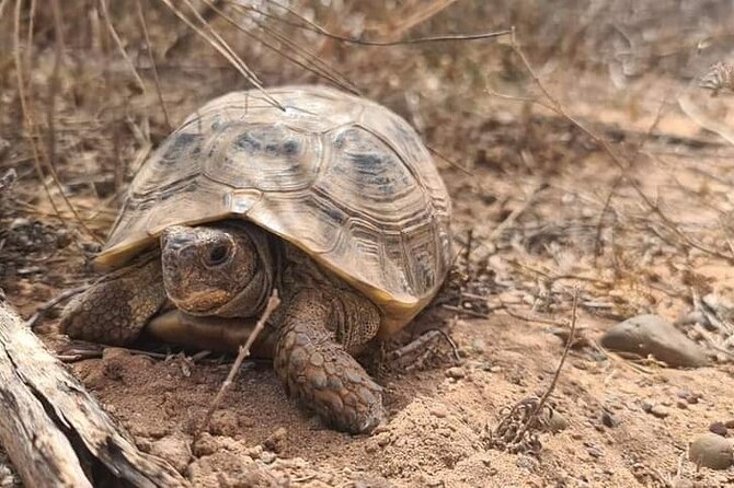 Excursions to the Souss Massa National Park - Value check: is $87.11 from Agadir worth it?