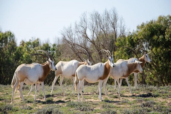 Explore Agadir wildlife national park safari with lunch & pickup - Key takeaways before you go