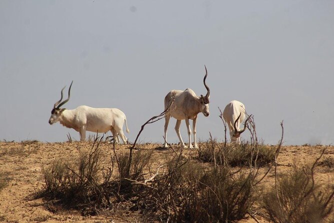 Explore Agadir wildlife national park safari with lunch & pickup - Entering Souss Massa: why this park works for a half-day