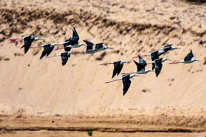 Explore Agadir wildlife national park safari with lunch & pickup - Wildlife drive in the park: what to expect and how to get good photos