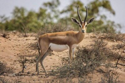 Explore Agadir wildlife national park safari with lunch & pickup