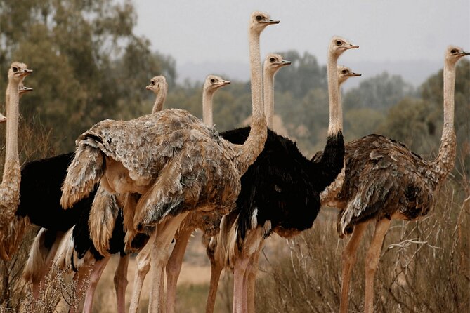 Explore Agadir wildlife national park safari with lunch & pickup - Guide attention and small-group feel: why it feels personal