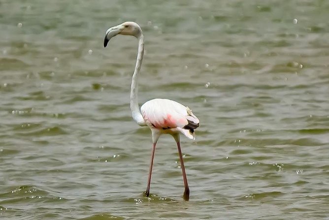 Explore Agadir wildlife national park safari with lunch & pickup - Comfort and built-in costs: air-conditioned vehicle, entrance ticket, gratuities