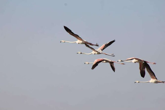 Explore Agadir wildlife national park safari with lunch & pickup - Price in context: is $83.66 worth a guided half-day?