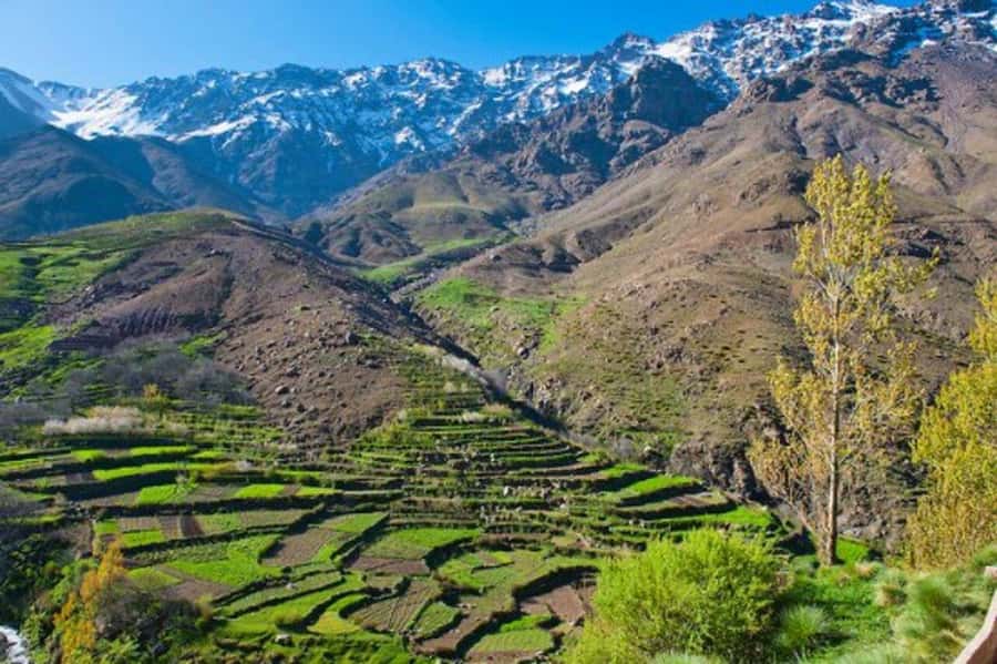 Explore the Atlas Mountains & waterfalls - Half Day Tour - Morning Pickup at Argana Cafe, then Straight to the Atlas