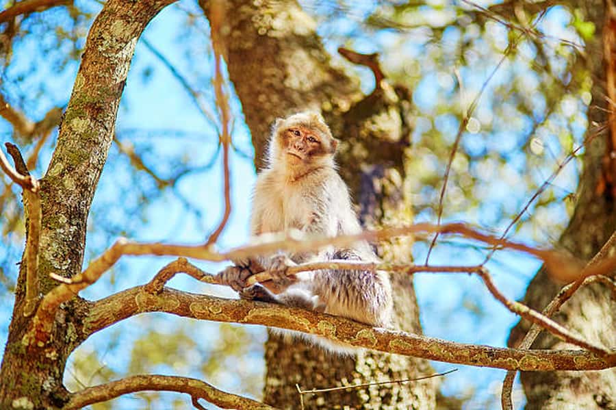 Fes, Berber and Middle Atlas Day Trip - Cedar Forest and Azrou: Berber Village Life Around Flocks and Crafts