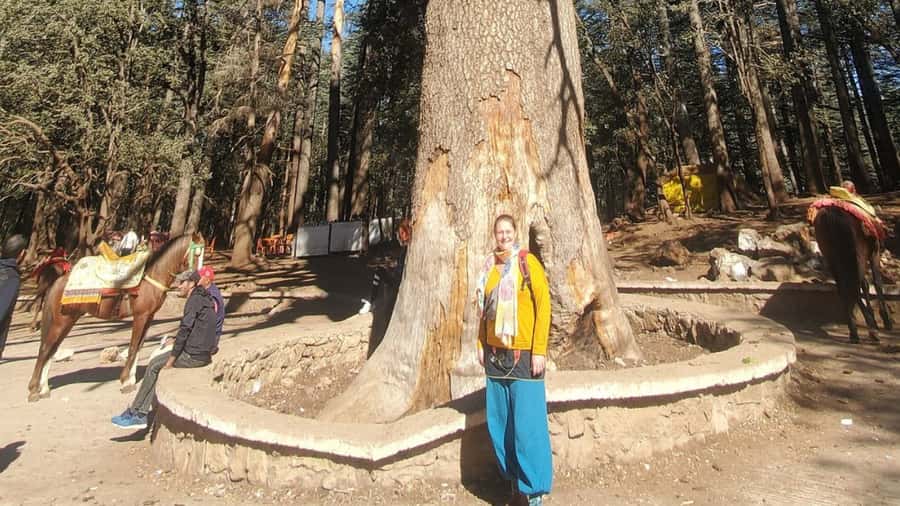 Fes to Middle Atlas Mounains Berber Villages caves Day Trip - Cedar Forest and the monkey moment you came for