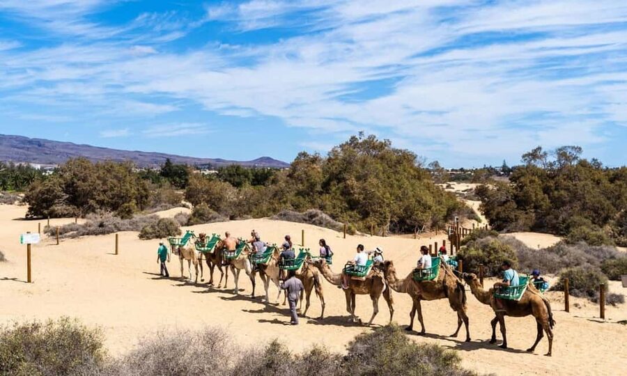 From Agadir: Camel Ride and Flamingo Trek - The route details: forest, estuary views, and dunes energy