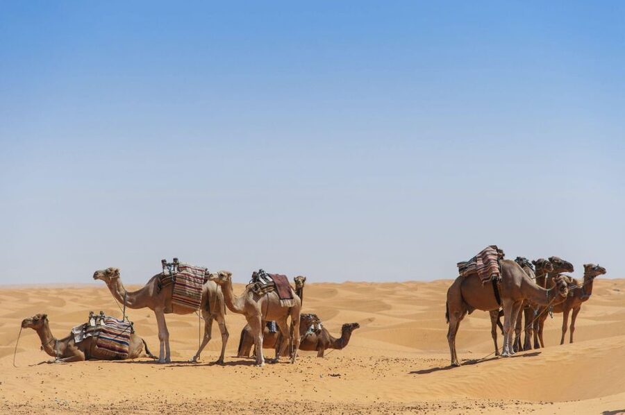 From Agadir: Camel Ride and Flamingo Trek - Who should book this camel ride from Agadir