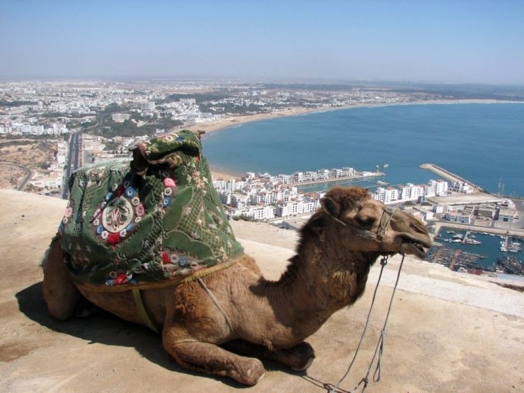 From Agadir: City Tour with Hotel or Port Transfers - Mosque Stop: Moroccan Architecture Up Close, Without Going Inside