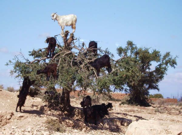 From Agadir: Half-Day Tour to Taroudant - Food and drinks: what is promised, what to watch